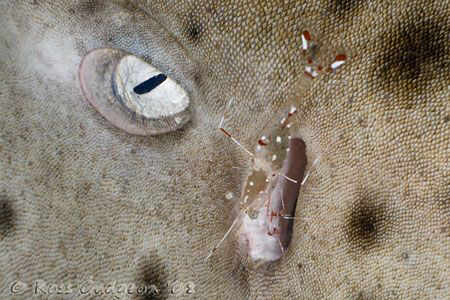 A big job.  Cleaner Shrimp at work on a 2m Leopard Shark.... by Ross Gudgeon 