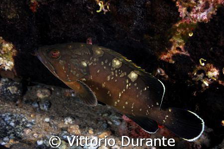 A young grouper

http://vittoriodurante.altervista.org by Vittorio Durante 