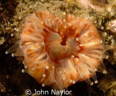 devonshire cup coral.1to1 taken at St. Abbs. by John Naylor 