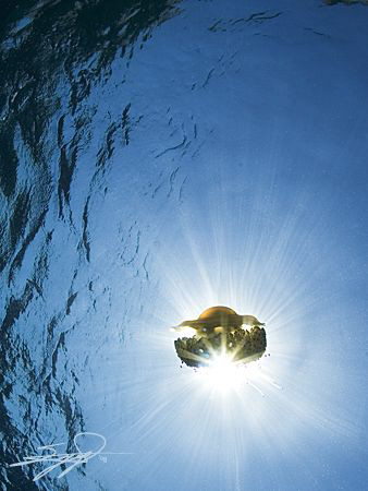 Jellyfish & Sunburst by Nicholas Samaras 