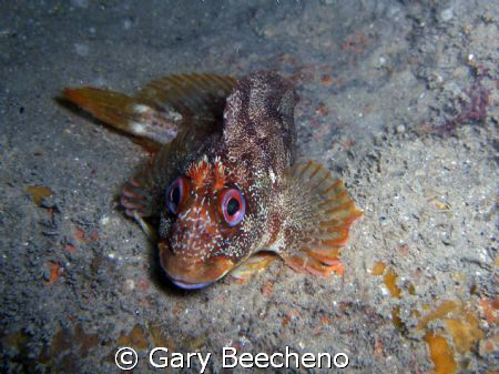 Tompot Blenny shot at Portland on the wreck of the SS Bin... by Gary Beecheno 