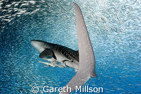 Following a young Whale Shark (very close!) into a sardin... by Gareth Millson 