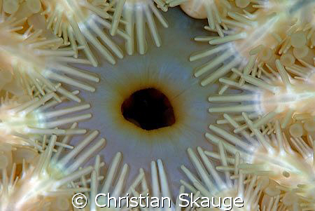 The mouth of a spiny starfish, Marthasteria glacialis. Ni... by Christian Skauge 