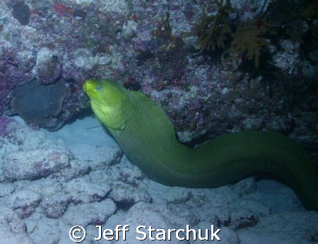 My first night dive and I met this nice fellow. by Jeff Starchuk 