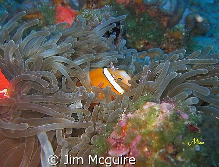 This little shrimp perched on the head of this two stripe... by Jim Mcguire 