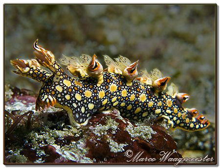 "Rabbitface Nudibranch in Christmas style pyama with Icec... by Marco Waagmeester 