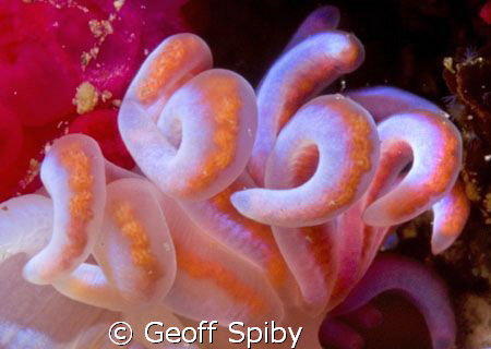 super close up of the cerata of a coral nudibranch-Phyllo... by Geoff Spiby 
