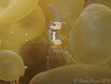 Here is an uncommon colour form of Anemone Shrimp (Pericl... by Brian Mayes 