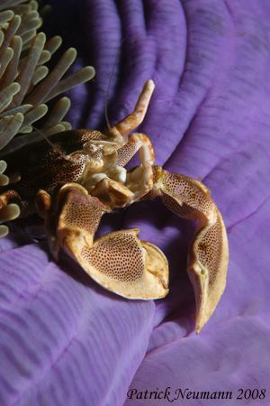 Purple .... Porcellan crab on a purple anemone at three s... by Patrick Neumann 