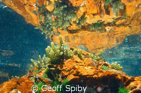 reflections in a rockpool
False Bay
Cape Town by Geoff Spiby 
