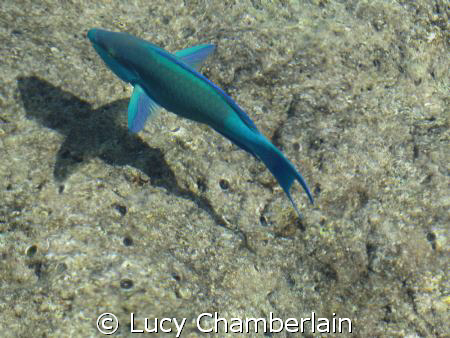 A Parrot Fish taken above the water by Lucy Chamberlain 