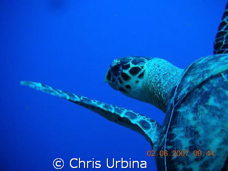 Sea turtle just ahead of me on my 1st underwater photo sh... by Chris Urbina 