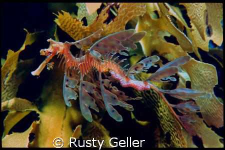 Leafy Sea Dragon, Breaksea Island, Western Australia by Rusty Geller 