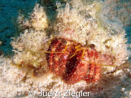 Hermit Crab Beauty by Juerg Ziegler 