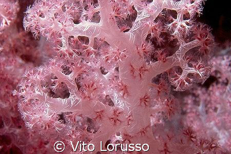 Corals - Dendronephthya Sp.
 by Vito Lorusso 