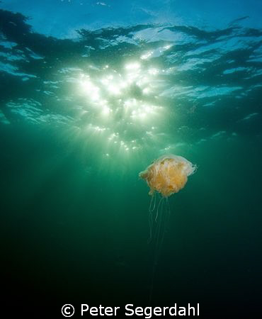 An old jellyfish enjoying a little sun at the end of a lo... by Peter Segerdahl 