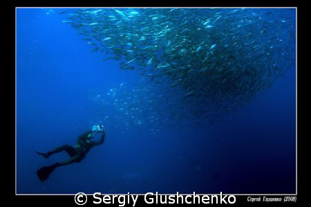sardines run by Sergiy Glushchenko 