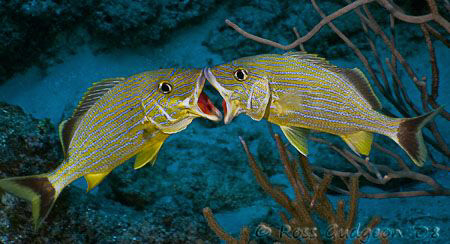 Kissing fish? Two blued striped grunts trying to establis... by Ross Gudgeon 