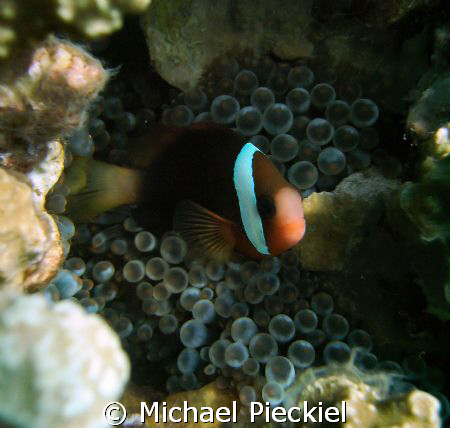 This is a female Tomato Anenomefish (pomacentridae amphip... by Michael Pieckiel 