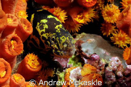 I shot this with a Nikon D300 in a Sea & Sea housing, 60m... by Andrew Mckaskle 