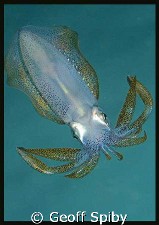 this squid pic was taken in the Lembeh Straits-I used a 6... by Geoff Spiby 
