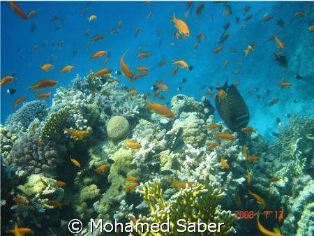 RED SEA BY; MOHAMED SABER by Mohamed Saber 