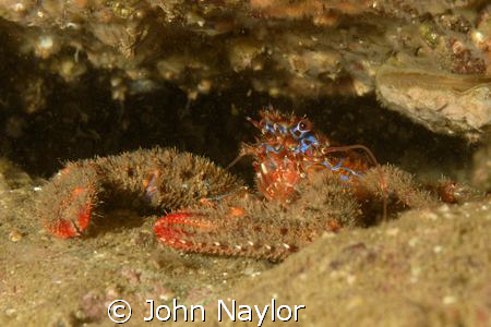 Squat lobster.St.Abbs marine reserve Scotland.D200 60mm m... by John Naylor 