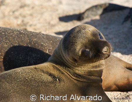 Galapagos Sea Lion pup approximatly two to three days old. by Richard Alvarado 