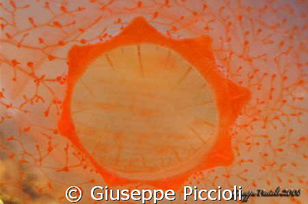 Ascidian's siphon, strongly magnified
Santa Maria al Bag... by Giuseppe Piccioli 