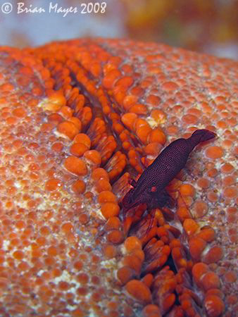 Sibling Sea Star Shrimp (Periclimenes soror) on Cushion S... by Brian Mayes 