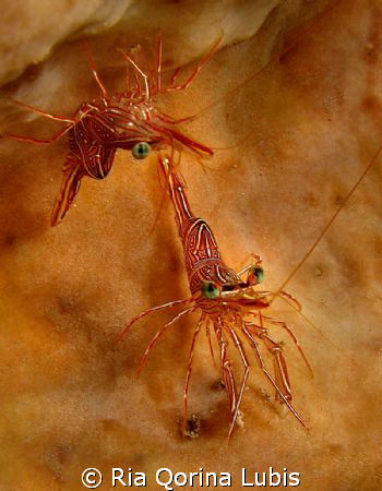 Hinge beak shrimp - Rhynchocinetes durbanensis.
Taken @ ... by Ria Qorina Lubis 