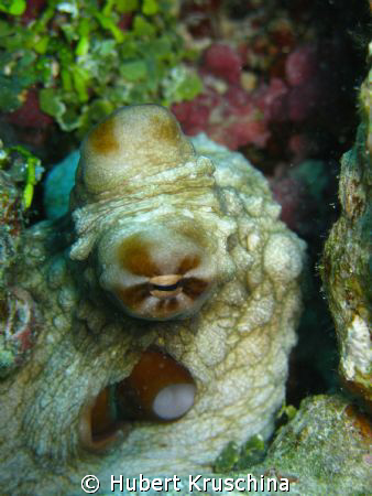 cheecky little octopus @ cyclon reef - tranquility island... by Hubert Kruschina 