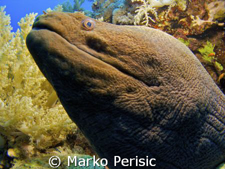 A Giant Moray (gymnothorax javanicus) fills the frame. So... by Marko Perisic 