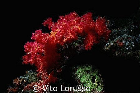 Corals - Dendronephthya sp. by Vito Lorusso 