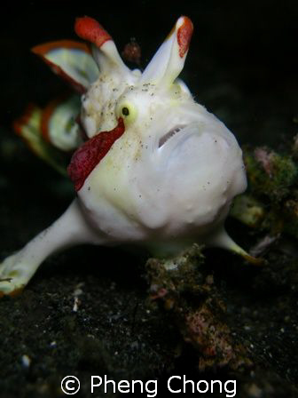 This mugshot of a painted frogfish with attitude! You eit... by Pheng Chong 