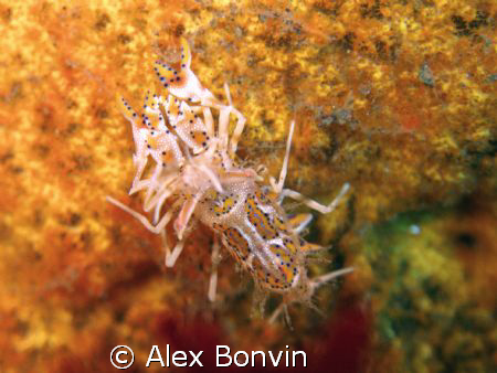 Tiger Shrimp on yellow coral by Alex Bonvin 