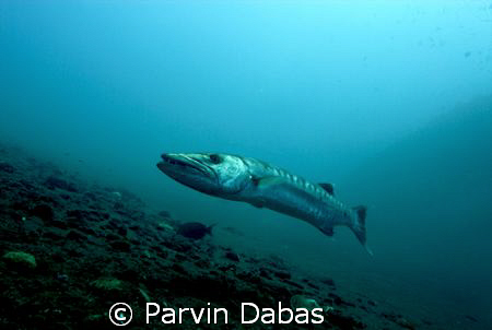 barracuda off the tulamben liberty wreck,bali,indonesia by Parvin Dabas 