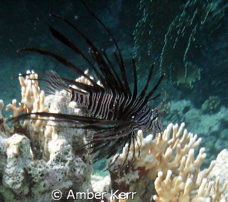 lion fish in the red sea 
vivitar vivicam yellow by Amber Kerr 