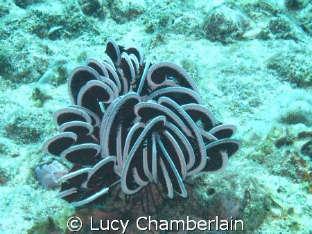 Black and White Curly Whirly by Lucy Chamberlain 