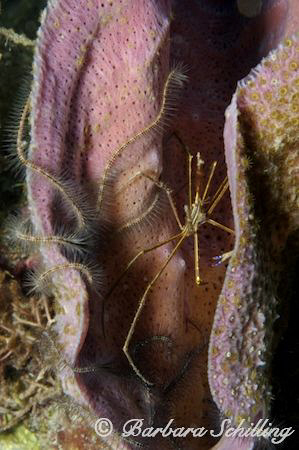 Arrow Crab sitting in a sponge by Barbara Schilling 
