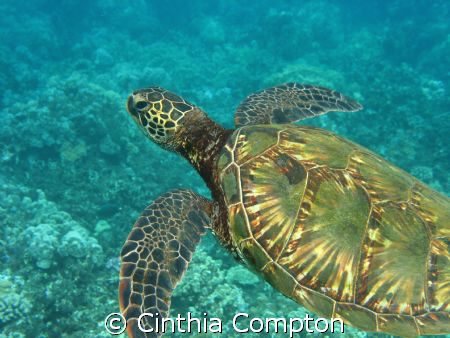 Swimming with Turtle off Maui by Cinthia Compton 