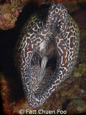 Hail! The toothless one! Huge Spotted Moray protecting hi... by Fatt Chuen Foo 
