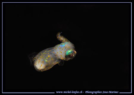Very little baby squid during a nigth dive :O).............. by Michel Lonfat 