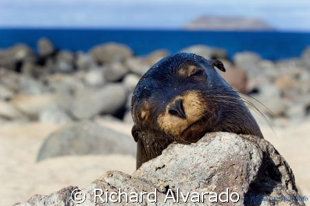 Galapagos Sealion taken in the Galapagos Islands by Richard Alvarado 