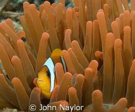 clown fish in red anemone. by John Naylor 