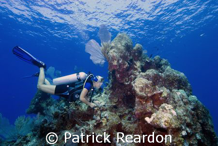 Our dive guide, Kate, from Indigo Divers, points out crit... by Patrick Reardon 