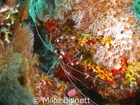 Coral banded shrimp. by Mike Bisnett 