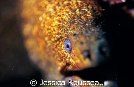 Speckled  Moray.  Poorknights, New Zealand.  Nik F90x in ... by Jessica Rousseau 