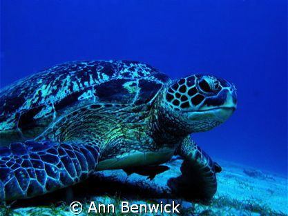 Green Sea Turtle ( Chelonia Mydas)
We saw this majestic ... by Ann Benwick 