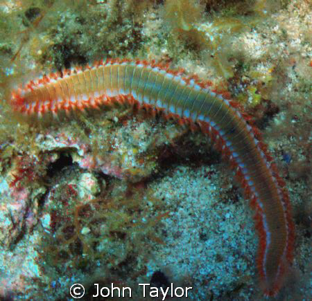 Fire Worm in all its glory.

Colours scream DON'T TOUCH... by John Taylor 